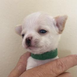 Chihuahua Puppies from Barbara JAN Lukenbill