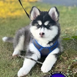 Luke - Silver and white male Pomsky puppy in Mundelein, Illinois from Lake in the hills Pomskies