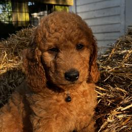 Oakley - Apricot male Goldendoodle puppy in Sumner, Washington from Little Acre Doodles