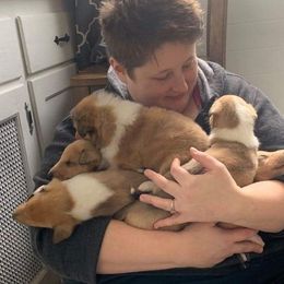 Collie Puppies from DuLac Collies