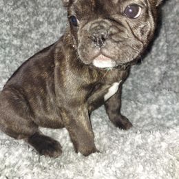 French Bulldog Puppies from Absolute Frenchie Connection