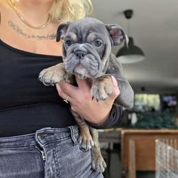 Alice Jr aka AJ - Blue tri-color female Bulldog puppy in Lake Stevens, Washington from Washington Bulldogs