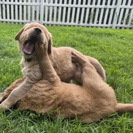 Golden Retriever Puppies from City Goldens