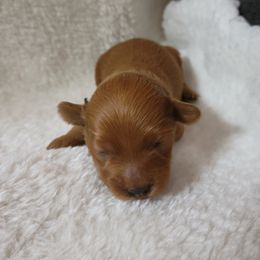 Maltipoo Puppies from Snow Pond Farm