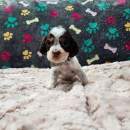 Jingle - Liver white and tan male English Springer Spaniel puppy in Westover, Maryland from Sterling's springer Haven