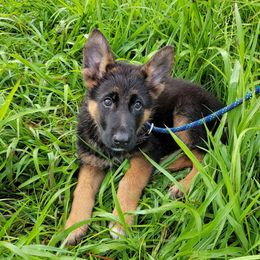 Blue Collar - Argos - Black and red male German Shepherd puppy in Augusta, West Virginia from Cricket Hollow Canines