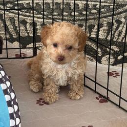 Kari - Apricot female Poodle puppy in Poplarville, Mississippi from Southern Belle Poodles