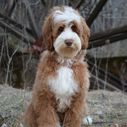 Australian Labradoodle, Bernedoodle, and Goldendoodle All Grown Up from Silver Creek Doodles