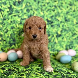 Peach Collar girl - Apricot female Goldendoodle puppy in Charlestown, Indiana from Mini Goldendoodle Paws 🐾