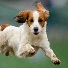 Maaike - Nederlandse Kooikerhondje