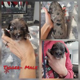 Tigger - Merle male Cockapoo puppy in Zanesville, Ohio from Oodles of Doodles & Poos