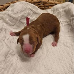 K-Pink Girl - Red  female Goldendoodle puppy in Lewisville, Texas from Texas Goldendoodle Lovers