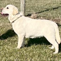 Gia - Labrador Retriever