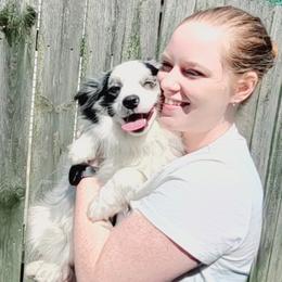 Miniature Australian Shepherds and Toy Australian Shepherds from Donna's Toy & Mini Aussies