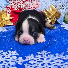 Black n white with tan small blaze - Black and white male Boston Terrier puppy in Corsicana, Texas from JT Bostons