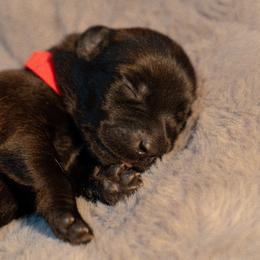 Lyanna - Fawn female Belgian Malinois puppy in Baltimore, Maryland from Abenteurer German Shepherds & Belgian Malinois