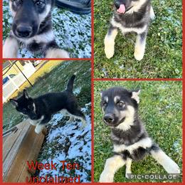 Skeleton - Black tan and white female Siberian Husky puppy in Canton, Ohio from Bleu Skies Siberian Huskies