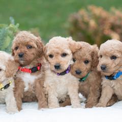 Goldendoodles from Copper Oaks Goldendoodles