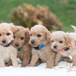 Goldendoodles from Copper Oaks Goldendoodles