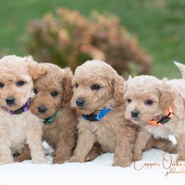 Goldendoodles from Copper Oaks Goldendoodles