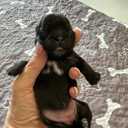 Millie - Black and tan female Shih Tzu puppy in Mineola, Texas from RL Phillips Shihtzus