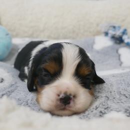 Tri boy 1 - Tri-color male Cavalier King Charles Spaniel puppy in Marcellus, Michigan from Coolcreek Pets