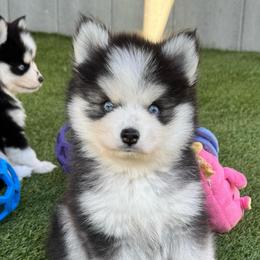 Buzz - Black and white male Pomsky puppy in Fredericksburg, Virginia from Purely Pomskies