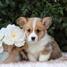 Blue collar - Red male Pembroke Welsh Corgi puppy in Caliente, California from Rafter Cross 7