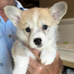 Burgundy Collar Female - Sable female Pembroke Welsh Corgi puppy in Victoria, Texas from Clear Creek Corgis