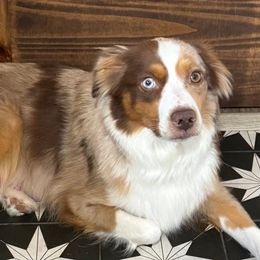Kaiya - Miniature Australian Shepherd