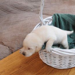 Girl 3 - Labrador Retriever puppy in Shiocton, Wisconsin from Green Acres Labrador Retrievers