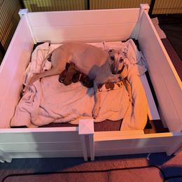 Grey Collar - White and liver male Greyhound puppy in Mesa, Arizona from ARK Greyhound Kennel LLC