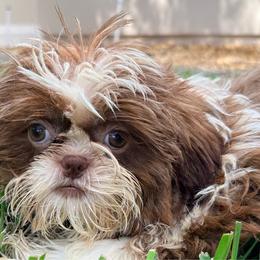Charolette - Tricolor female Shih Tzu puppy in Saint Johns, Florida from BEH Puppies LLC