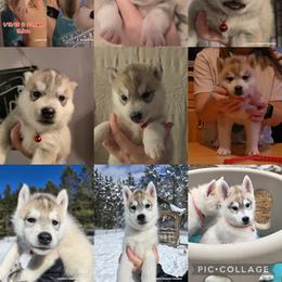 Siberian Husky Puppies from Lunter's Heaven Huskies