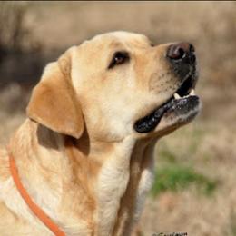 Toby - Labrador Retriever