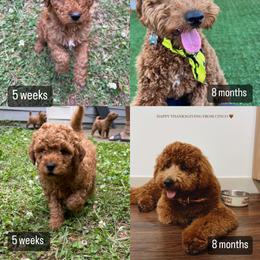 Goldendoodle Puppies from DeBerrys Doodles