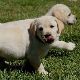 Labrador Retrievers from Duck River Labradors