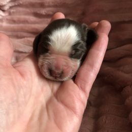 Girl 4 - Liver white and tan English Springer Spaniel puppy in Oklahoma from Country Love Springers