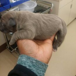 Cane Corso Puppies from Forza Cane Corso