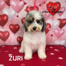 Freestyle - Parti female Goldendoodle puppy in Vacaville, California from Dillon Doodles