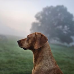 Rhodesian Ridgeback Puppies from Raven’s Ridgebacks
