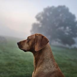 Rhodesian Ridgeback Puppies from Raven’s Ridgebacks