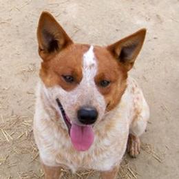 JNS Jake - Australian Cattle Dog