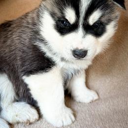 Storm - Black and white male Siberian Husky puppy in Grant City, Missouri from Timberline Paws
