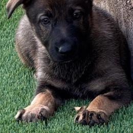 Pup 4 - Sable female German Shepherd puppy in Surprise, Arizona from Vom Wustefeuer German Shepherds
