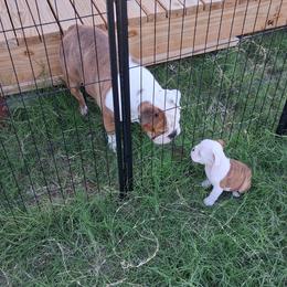 Minie Vinnie - Red brindle and white female Bulldog puppy in Odessa, Texas from B-Hive Bulldogs