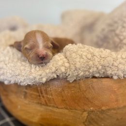 Harper - Cream female Cockapoo puppy in Preston, Idaho from Rocking JH Pup Co