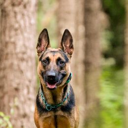 Coquito - Dutch Shepherd