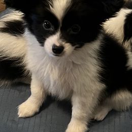 Zac - White and black male Papillon puppy in Benton, Arkansas from Mama's Pride Poms and Paps