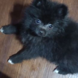 Boy 3 - Black male Pomeranian puppy in Castleberry, Alabama from Renee's Pomeranians